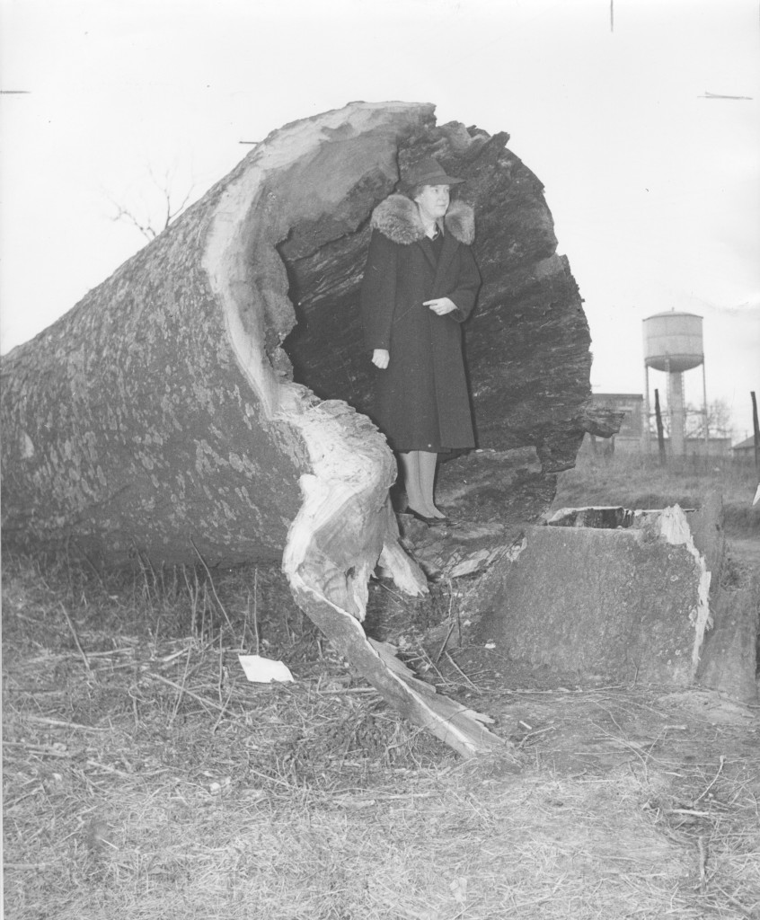 Louise Withers Sloan posing inside a tree trunk in 1941.