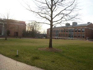 A picture of the right side of the E.H. Little Library and the left side of Wall, centered is a bare tree in the grass