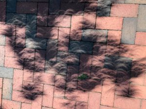 Shadows on the patio in front of E.H. Little Library from a solar eclipse. 