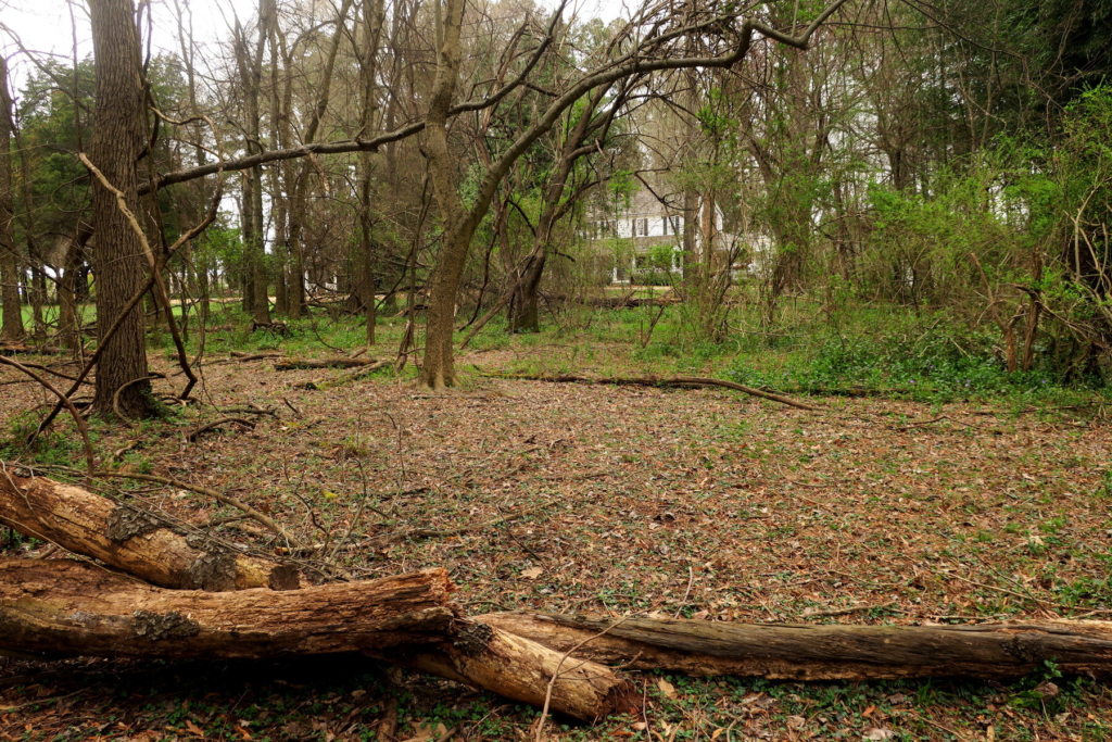 Color photo of a clearing in the woods near Beaver Dam Plantation; possible location of a cemetery for enslaved people.