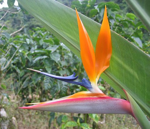 Near Orosí, Costa Rica. I believe the flower came out of the same plant as the bananaleaf behind it. In the background are coffeeplants