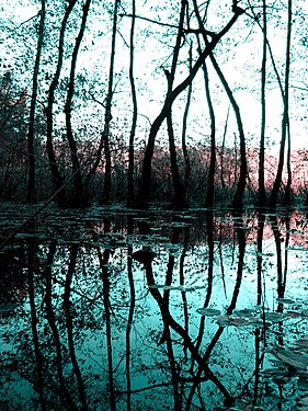 Small Lake of Monticolo photography