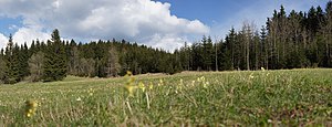 Wiese im Gimlitztal Nahe des Kalkwerkes