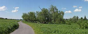 Elberadweg bei Stetzsch