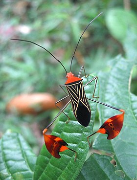 A flying insect near Santa Fé (Veraguas Province), Panamá. It did stretch-exercises with its 'winged' back legs, probably to attract females. In stead, it attracted me. :)