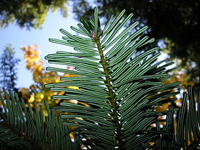 Abies grandis Piedmontese (pms)