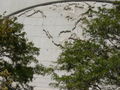 North America on the big bas-relief map on the Church Office Building